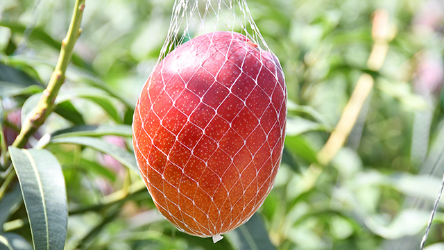 ここに画像が入ります