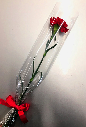 カーネーション