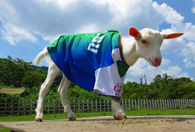 武蔵横手駅の子ヤギの「はな」