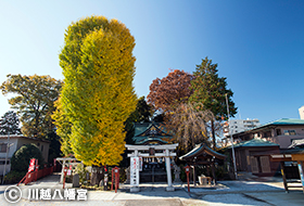 川越八幡宮