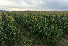 鈴木農園 とうもろこし畑