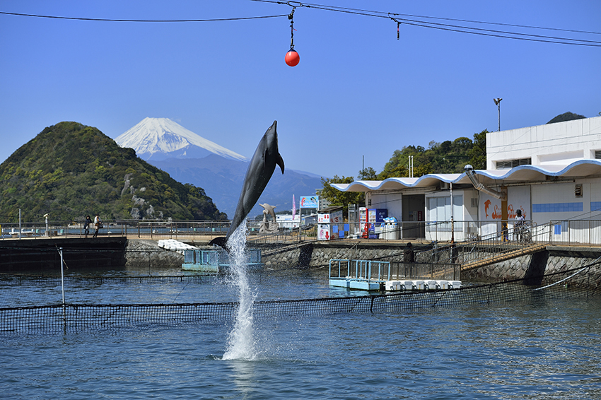 伊豆・三津シーパラダイス